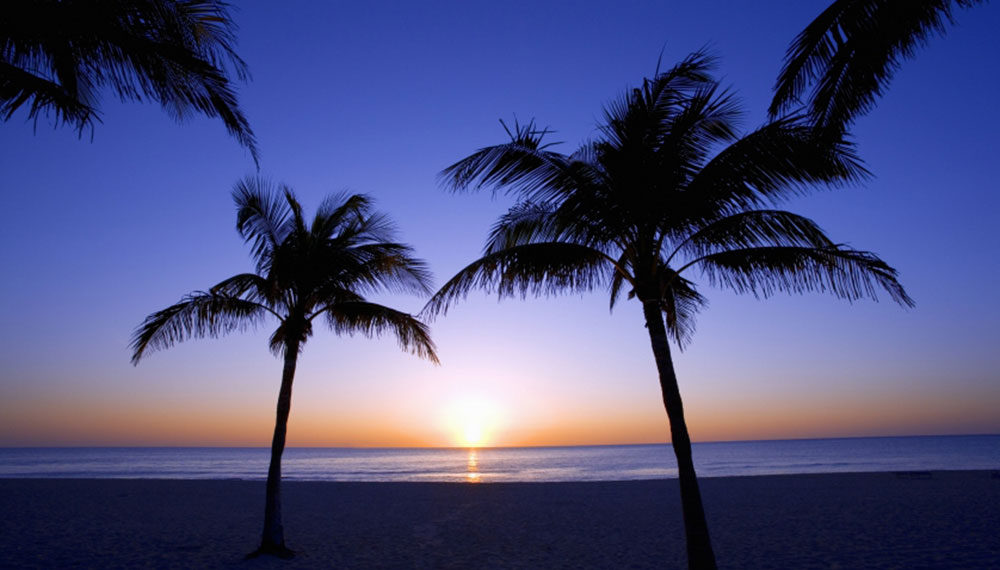 Palm Trees by the ocean at sundown